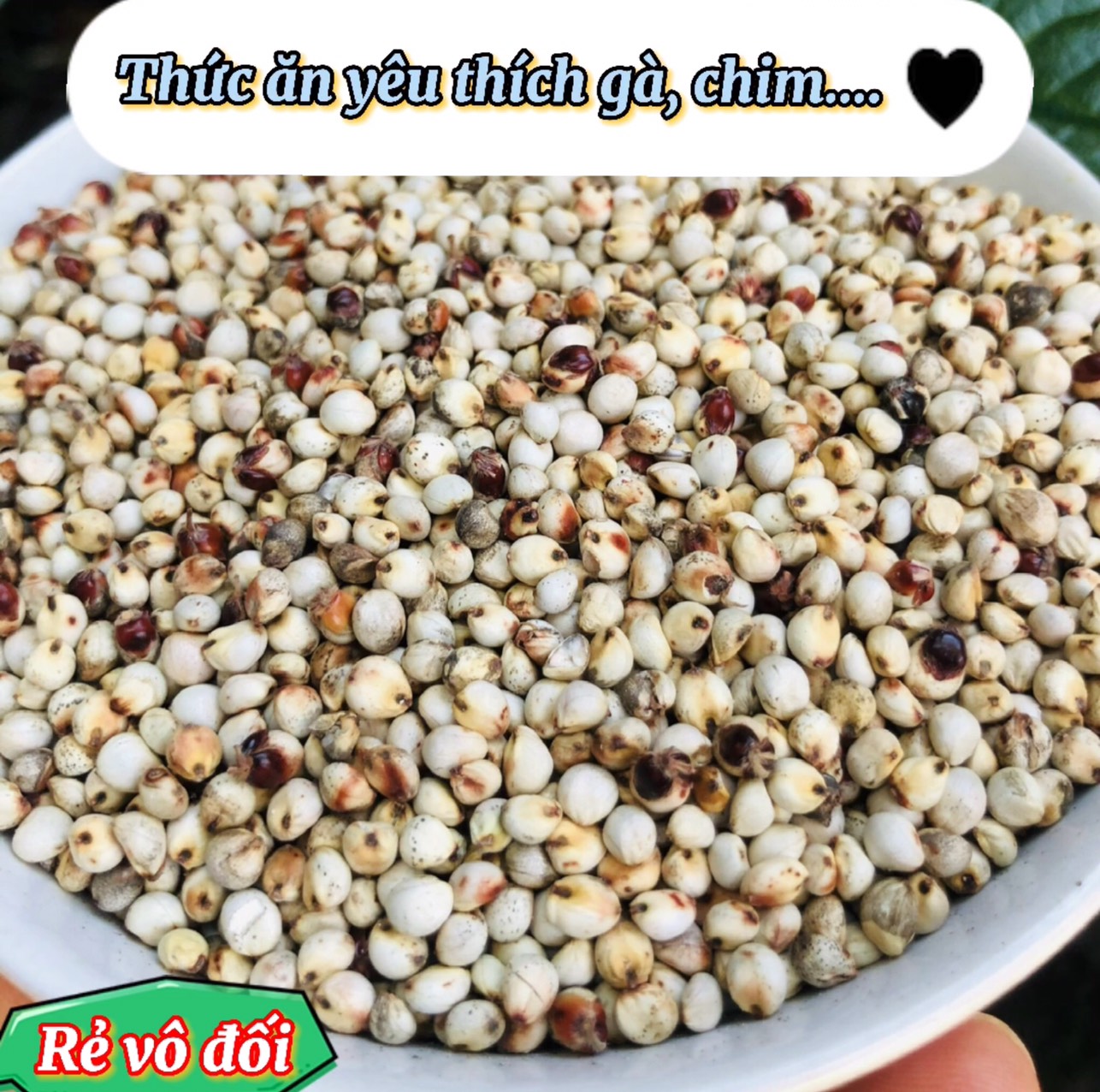 1Kg hạt Bobo trắng , Ý Dĩ ( thức ăn yêu thích của gà đá, chim cảnh )