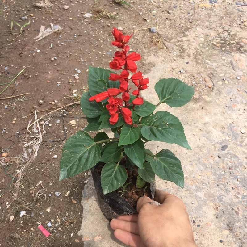 Cây hoa xác pháo đỏ trồng sẵn đã có nụ và hoa