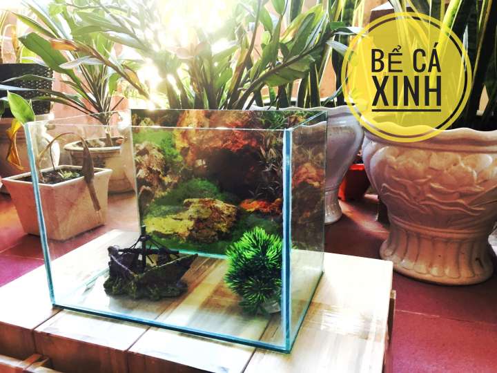 Bể cá 30*20*20 DRC - tặng kèm cây và thức ăn
