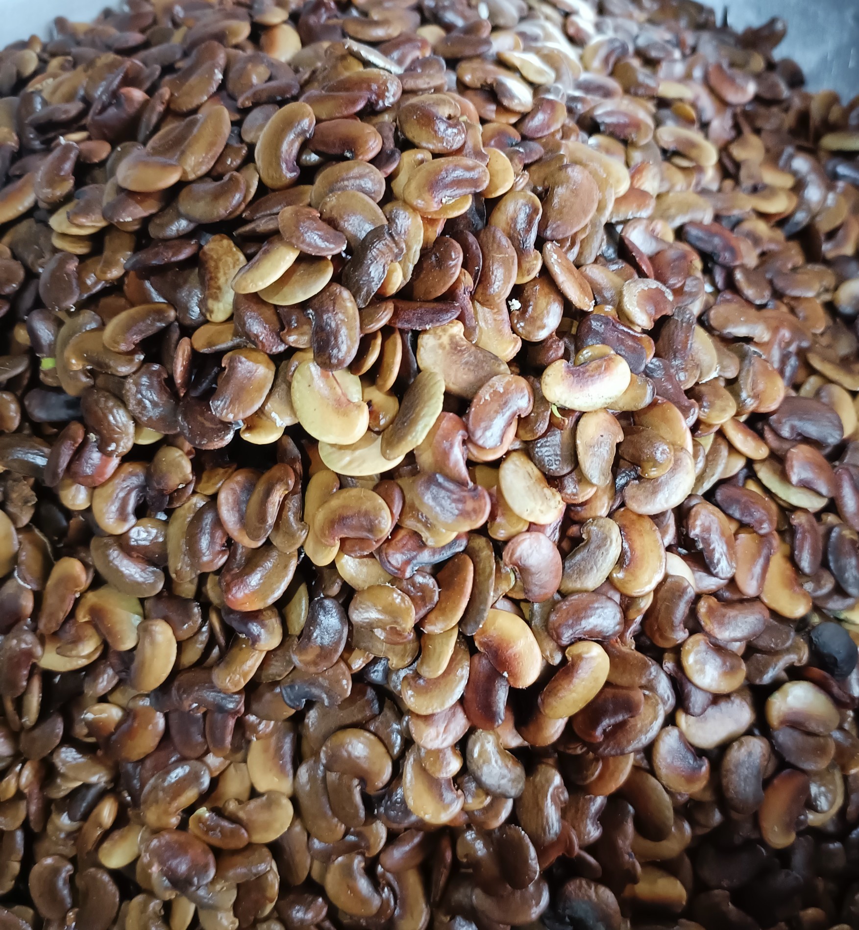 100 gram hạt giống sưa đỏ, huỳnh đàn