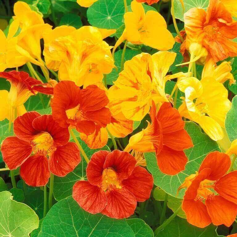 Hạt giống hoa Sen Cạn nhiều màu PTP76 | Phởms Market