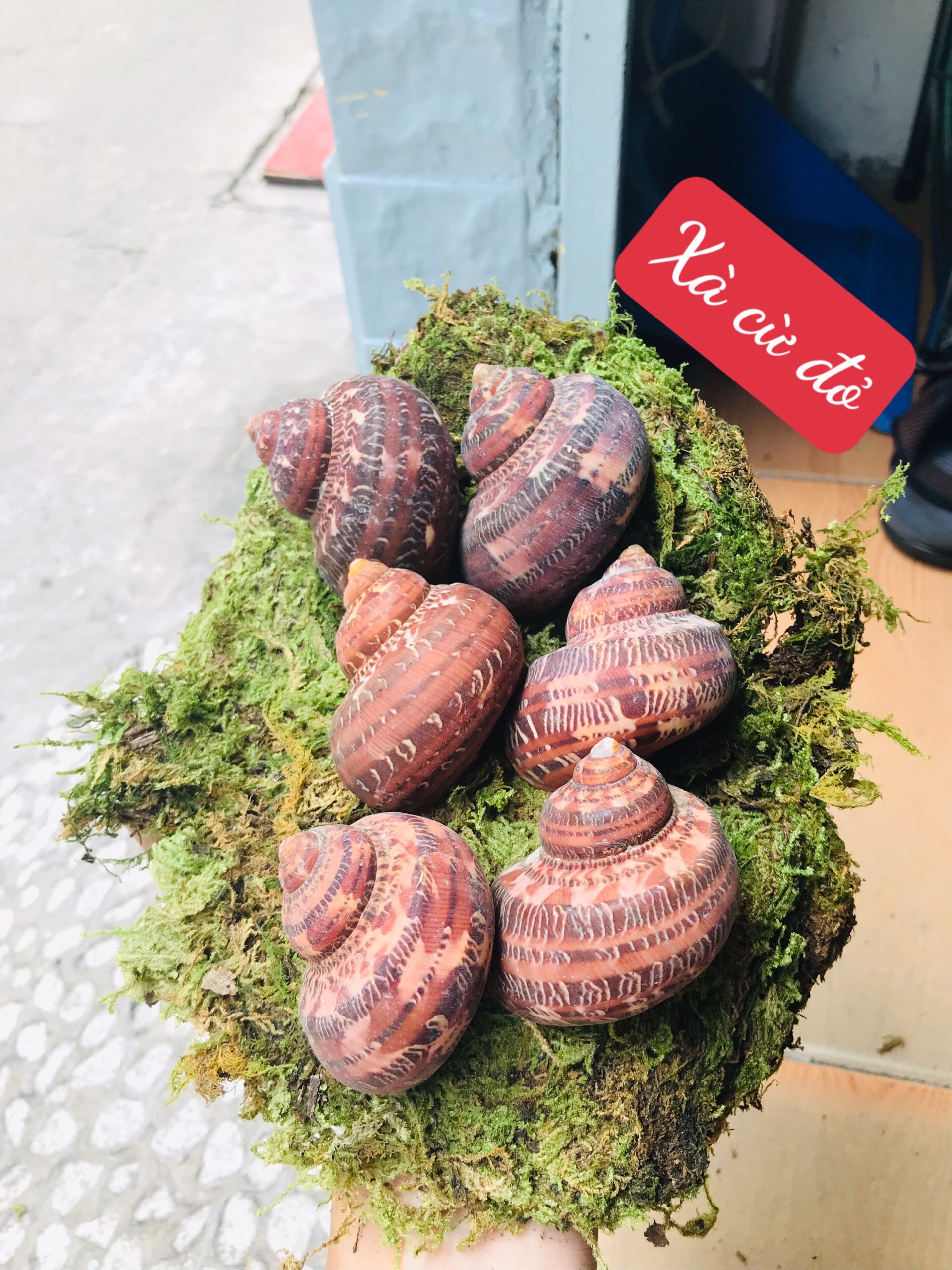 Vỏ xà cừ đỏ