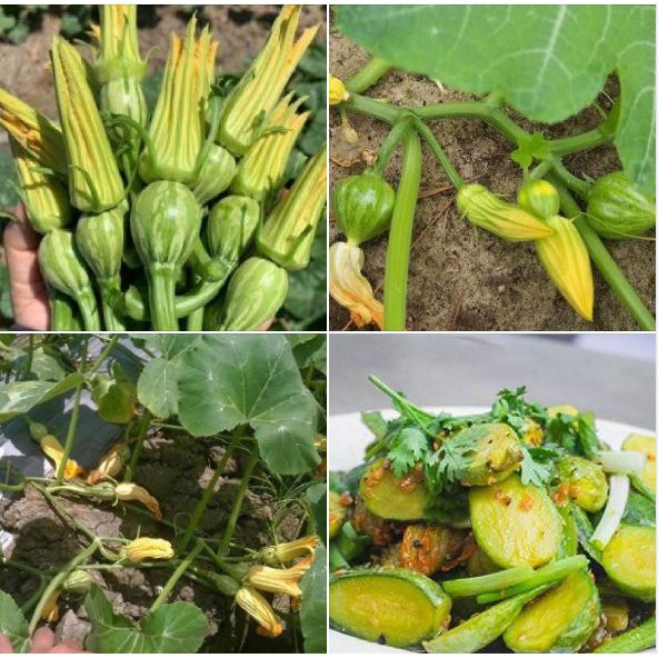Hạt_giống_bí_siêu_nụ 15 hạt