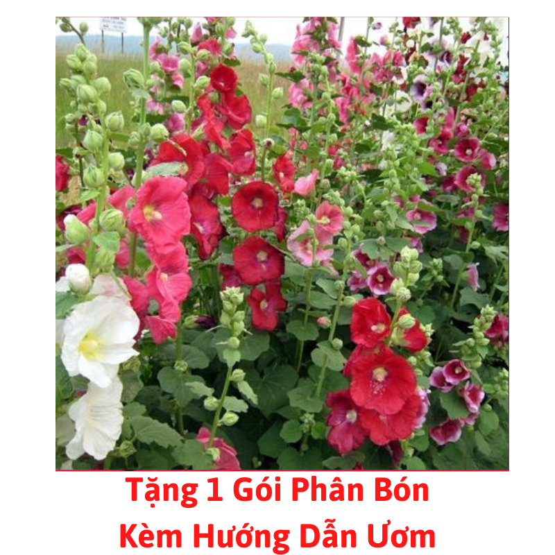 [Lấy mã giảm thêm 30%] Gói Hạt Giống Hoa Mãn Đình Hồng Đơn