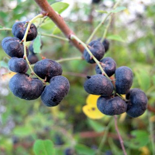 cây mực hay cây phen đen khô 1kg