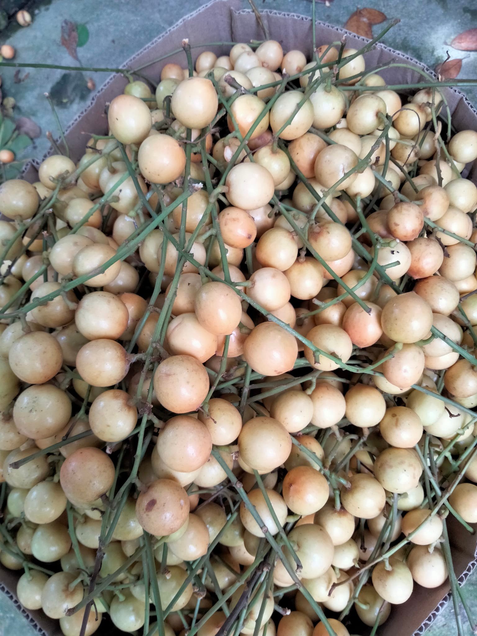 Cây giống dâu da xanh trái tròn