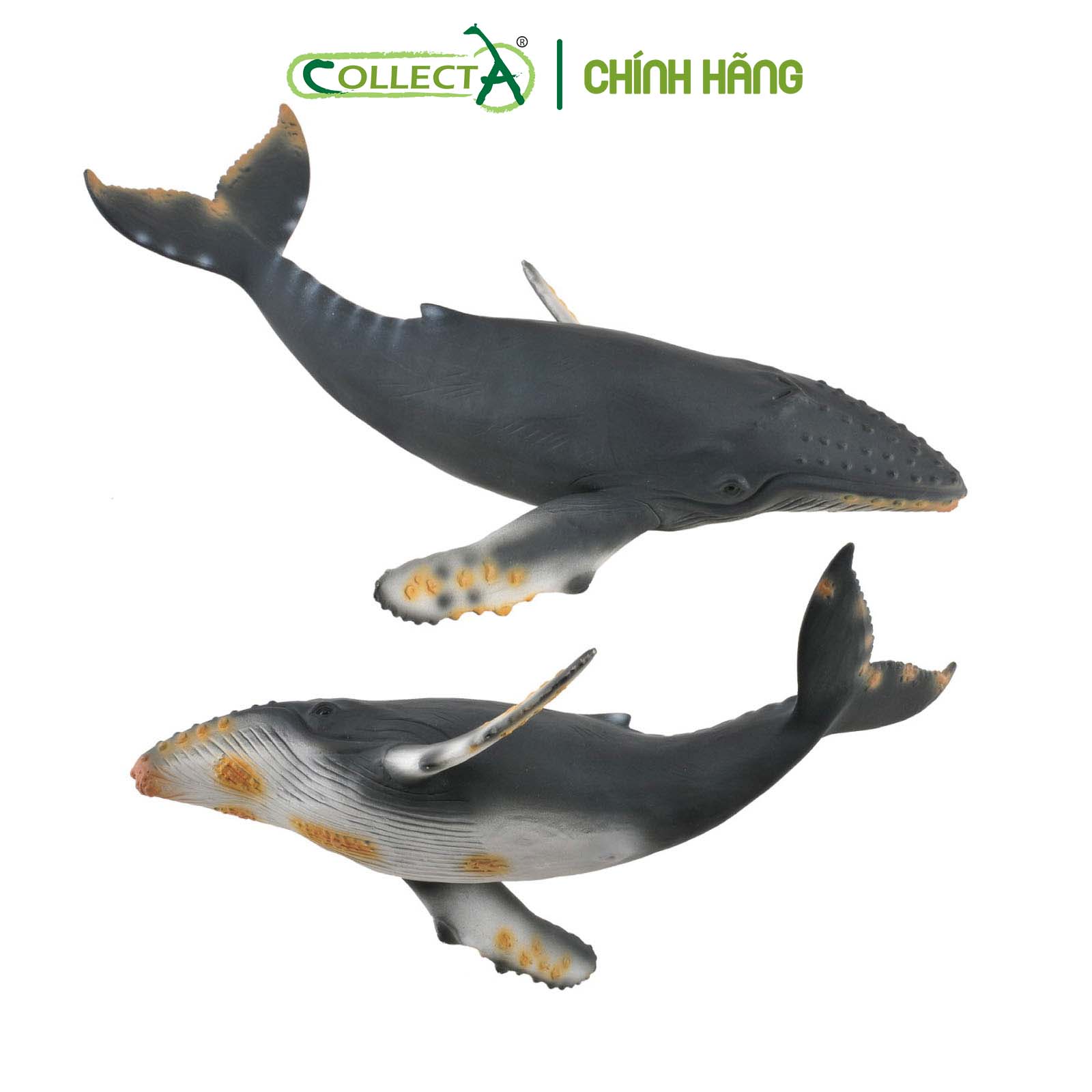 Đồ chơi mô hình động vật CollectA Cá Voi Lưng Gù - Humpback Whale