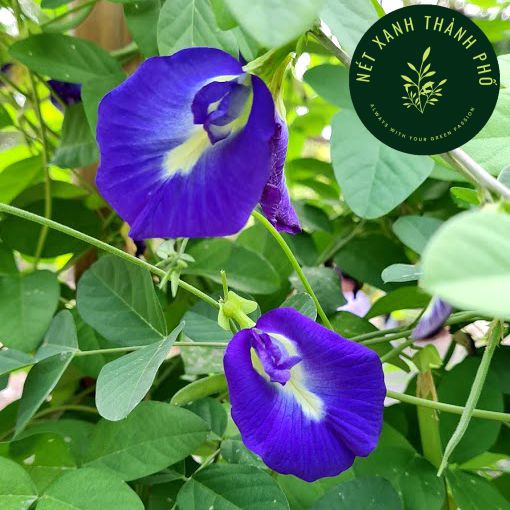 [GIAO HÀNG 2 GIỜ] Hạt giống Hoa Đậu Biếc cánh đơn [10 20 50 Hạt] - dễ trồng năng suất cao