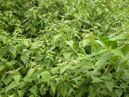 01kg cây cộng sản khô chất l mới