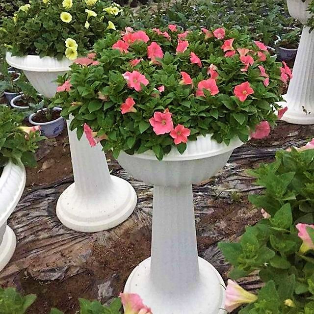 Chậu ly nhựa đế cao loại đẹp 28x37cm - Chậu nhựa hình ly đế cao