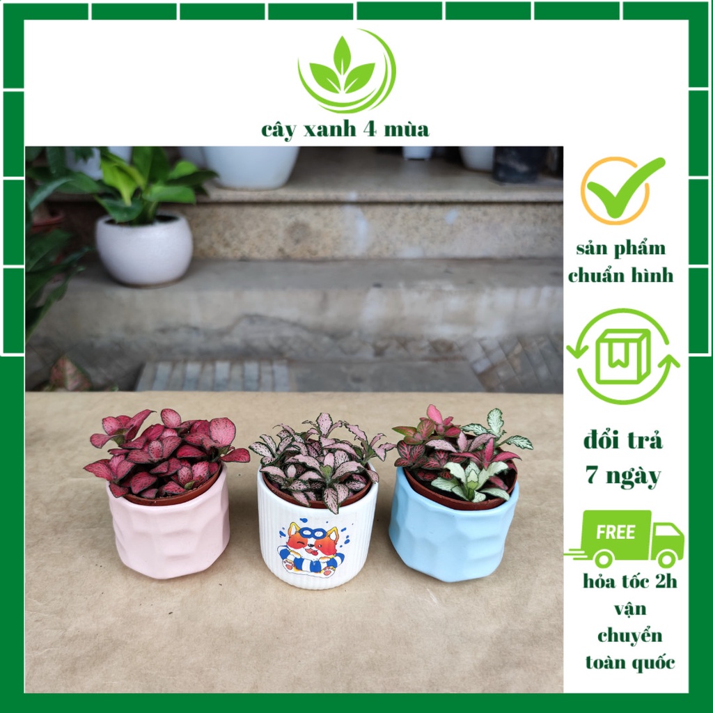 Cây cẩm nhung nhiều màu cực xinh để bàn,cây may mắn để bàn nhiều màu