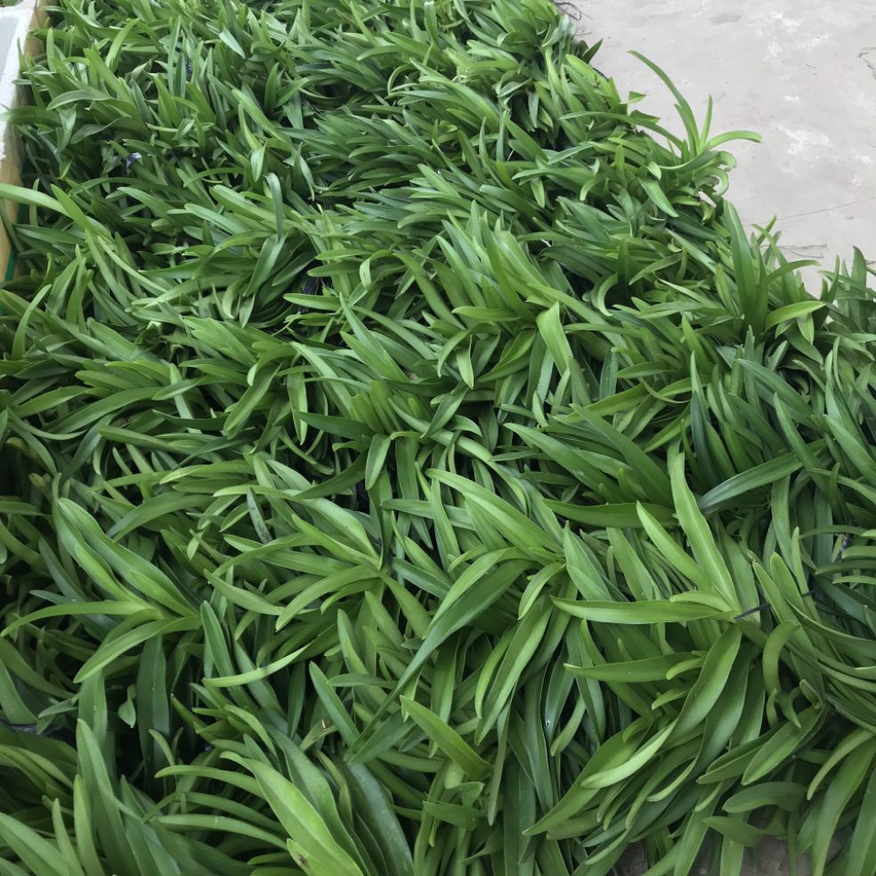 Combo 5 cây lan giống Mokara(cao 20-30cm)đủ 5 màu:vàng,tím,hồng,trắng,đỏ SHOP ĐAN THANH