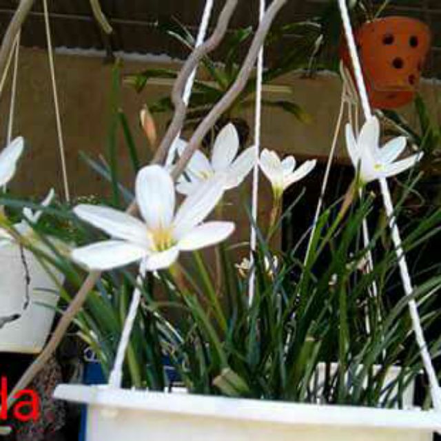 10 Củ Size Hoa Huệ Mưa Trắng