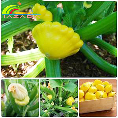 [HCM]hạt giống Bí đĩa bay vàng 168 - Đóng gói 10 hạt - Tỷ lệ nảy mầm 80%