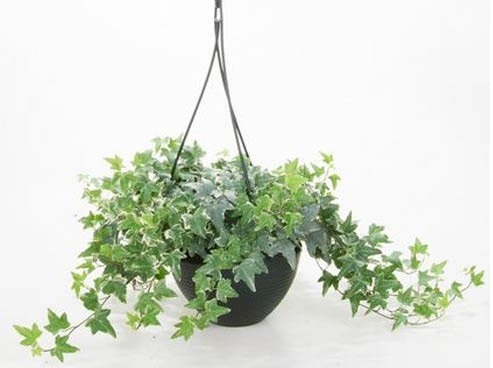 Lịch sử giá Cây thường xuân, cây thường xuân - chậu treo cây ...