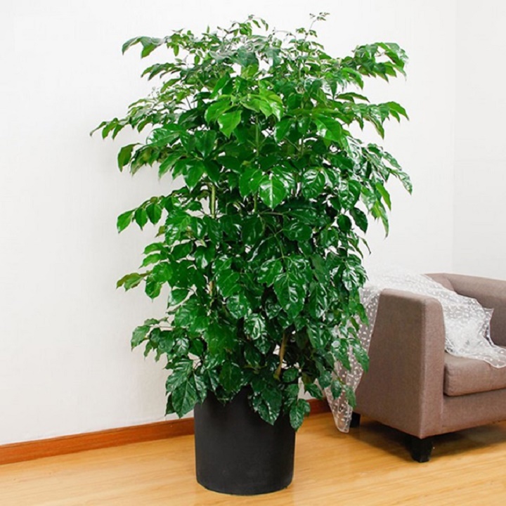 Cây hạnh phúc phong thủy mang lại tài lộc cho gia chủ