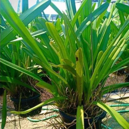 Hoa lan kiếm, địa lan kiếm vàng, mặt hoa lai chuẩn giống cam kết chất lượng