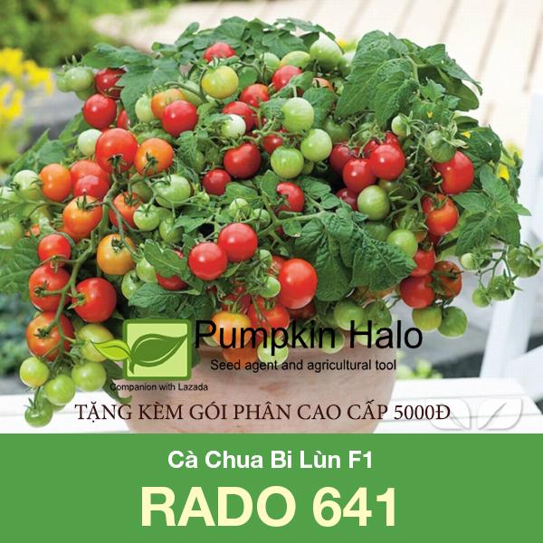 [HCM]Cà Chua Bi Lùn F1 RADO 641_SIÊU KHUYẾN MÃI TẶNG GÓI PHÂN CAO CẤP 5000Đ