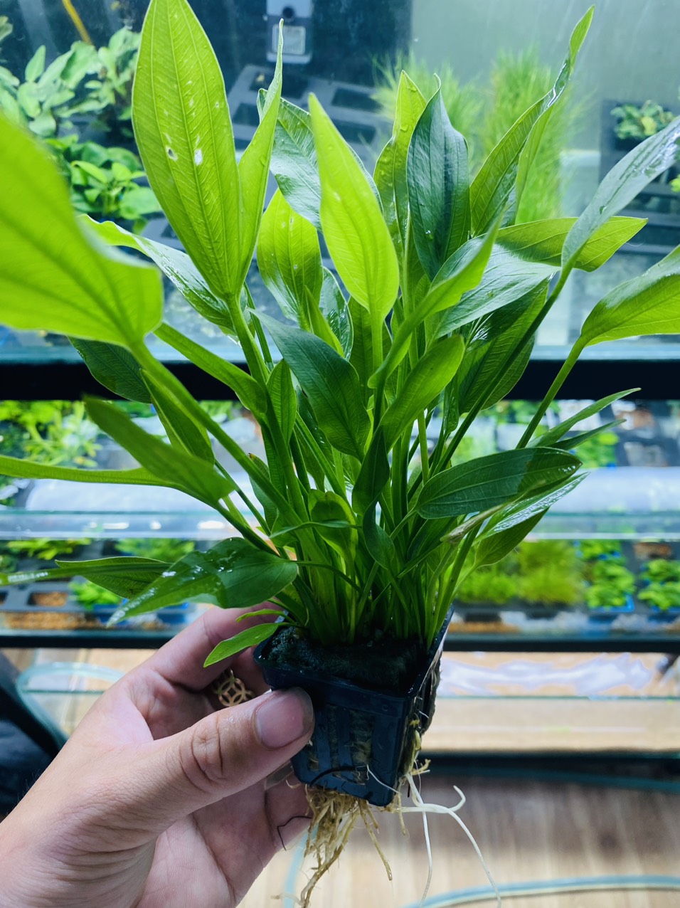 Cây muỗng tròn thủy sinh cực kì đẹp trồng hậu cảnh không cần co2