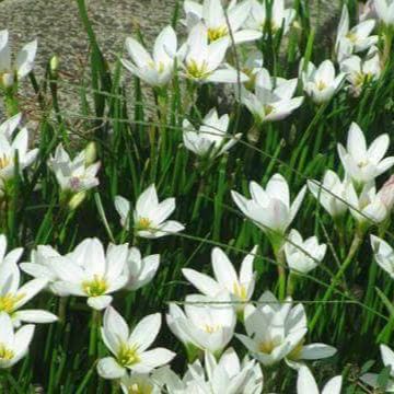 Set 15 củ hoa huệ mưa trắng