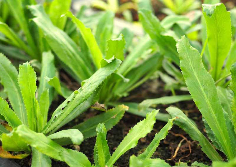 Hạt giống Mùi tàu (Ngò gai, Răng cưa) 5 gram