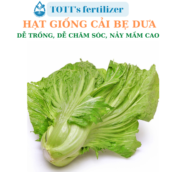 Hạt giống cải bẹ dưa dễ nảy mầm dễ trồng TOTT's fertilizer