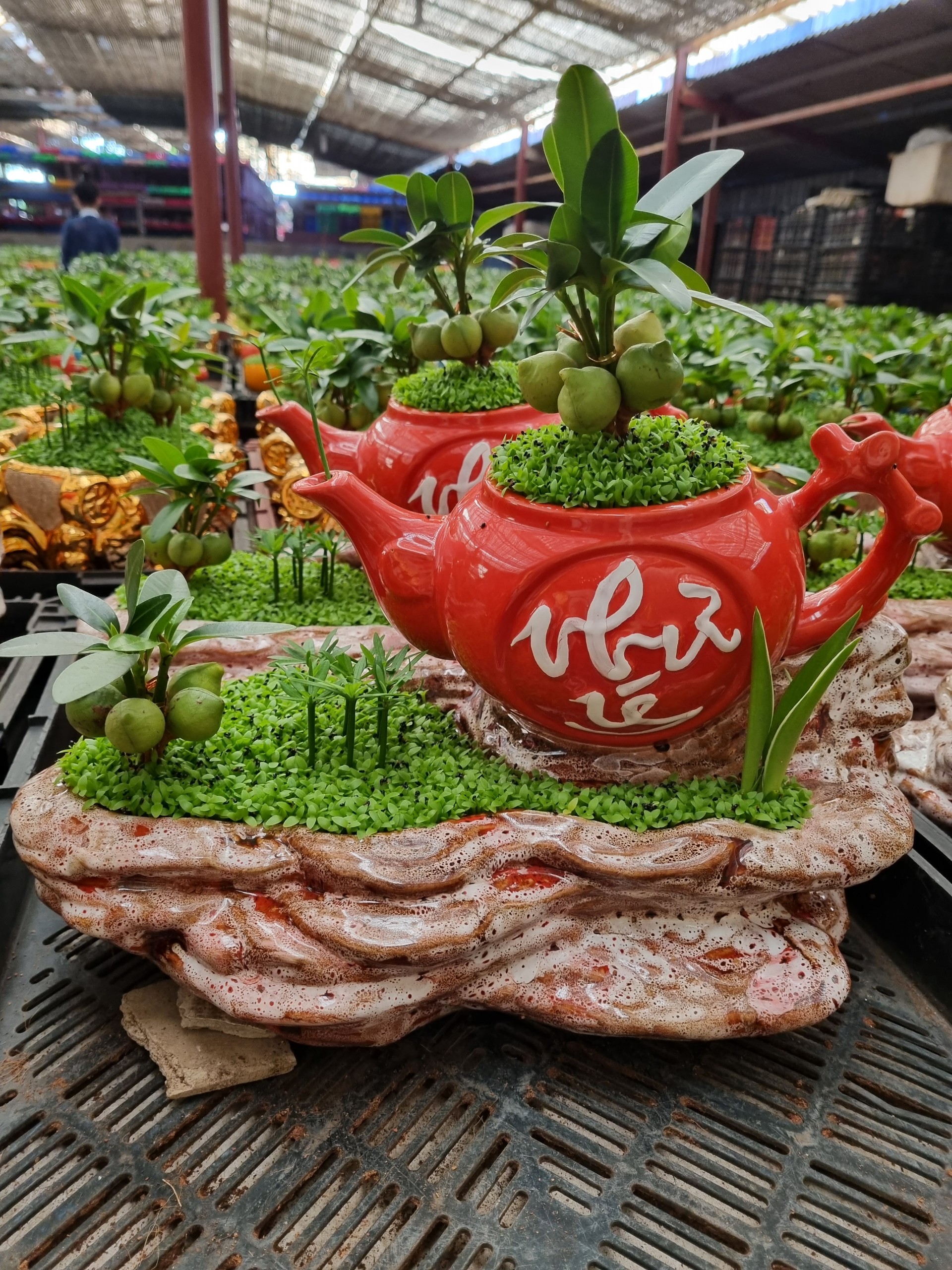 Cây Tài Lộc bình trà / tiểu cảnh phong thủy để bàn