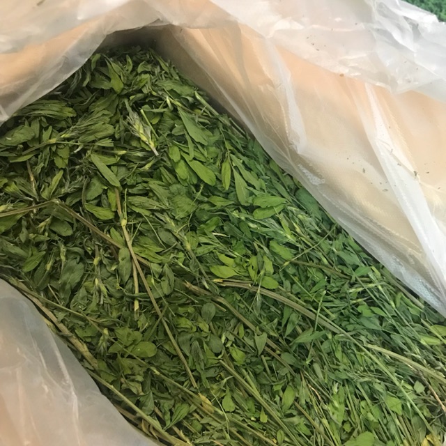 Cỏ khô Alfalfa nguyên cây cho thỏ, guinea pig, chuột lang....
