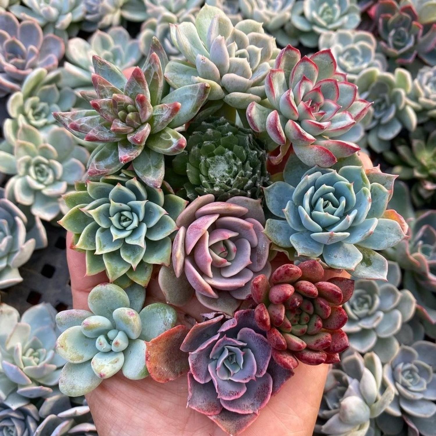 COMBO 50 SEN MINI ĐỦ LOẠI 🌵FREESHIP 🔥ĐÃ THUẦN XỨ NÓNG 🌟 SIU CUTE 🌟 BAO HÀNG BAO TRỒNG 🌸 Giá 189,900 Đồng*Miễn phí vận chuyển