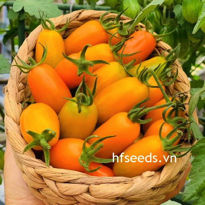 [Hạt giống Mỹ Hạt giống cà chua trái cây Nova Mỹ - giống chịu nhiệt