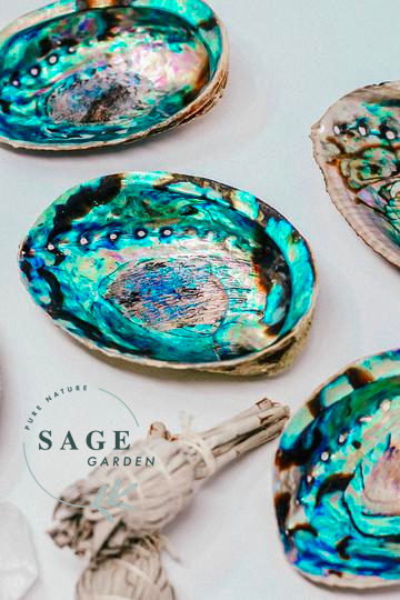 Đĩa ốc bào ngư cầu vồng_rainbow abalone_sage garden
