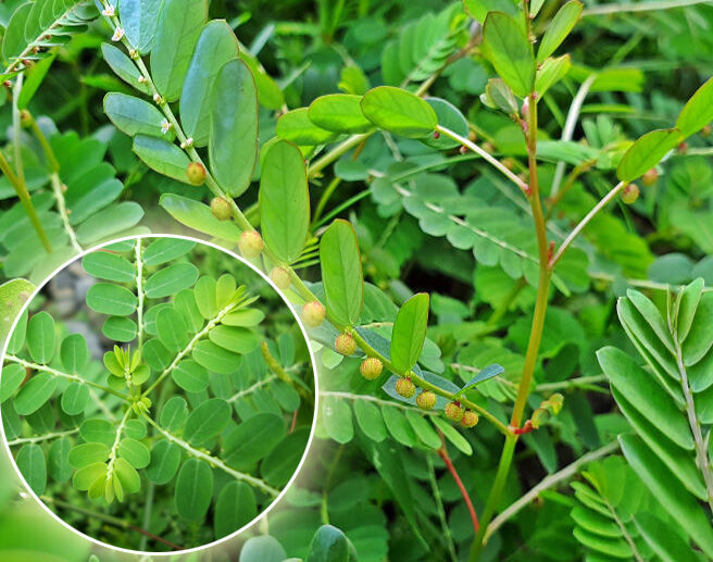 500 gam cây chó đẻ khô