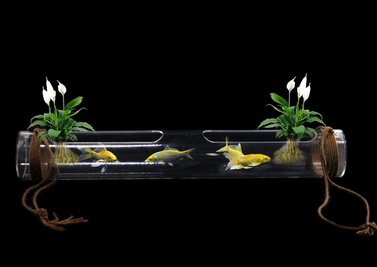 Bể tép cá acrylic hình dạng ống tròn dài 50cm