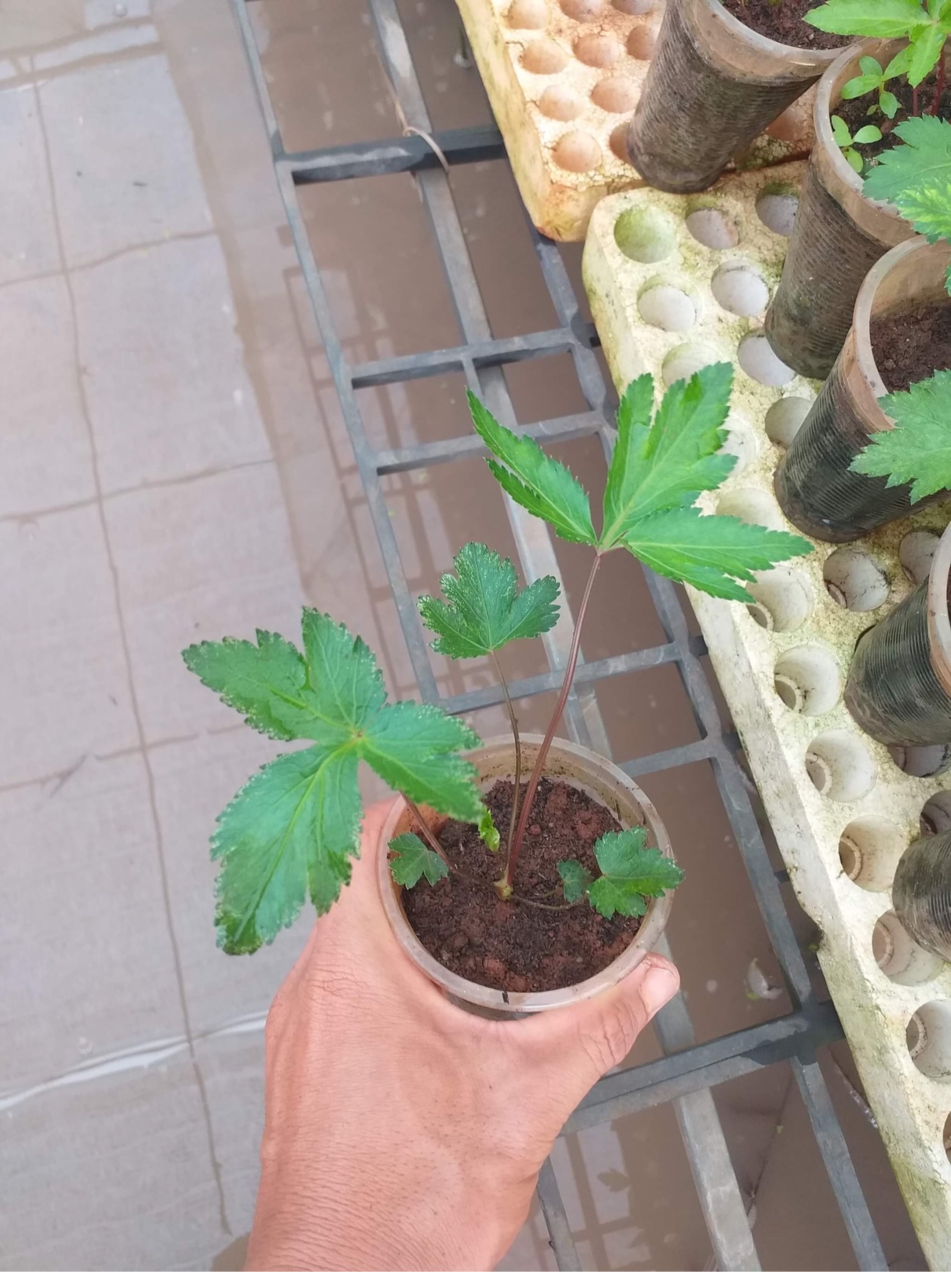 Cây giống Sâm đương quy, củ ngâm rượu, hầm gà, bồi bổ khí huyết