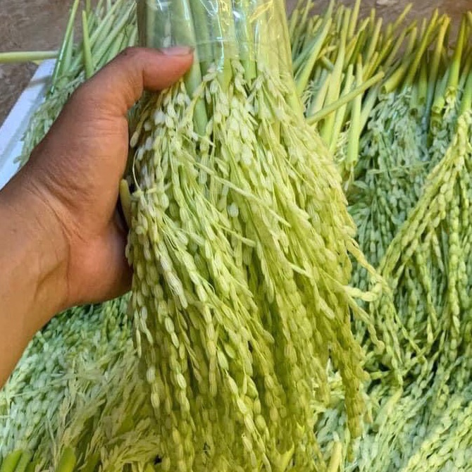 ĐÒNG ĐÒNG NẾP BÓC SẴN(200k/1kg bán từ 2kg: hút chân không