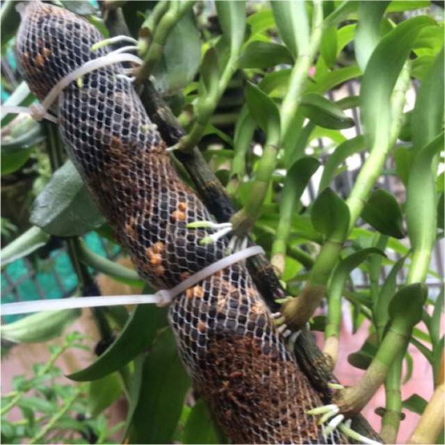 Túi lưới đựng phân dê, phân hữu cơ