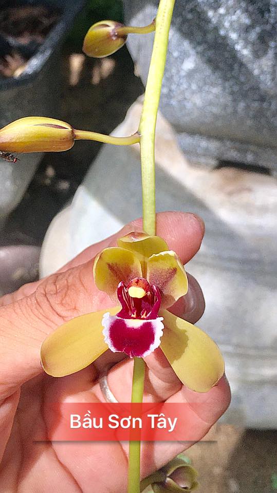 Lan kiếm Bầu Sơm Tây giống đã thuần tại vườn