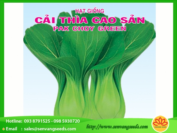 Hạt giống cải thìa cao sản 20gr