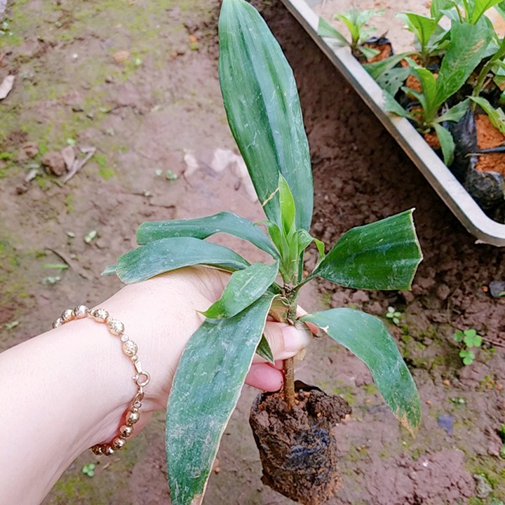 Sâm cau đỏ - CÂY GIỐNG - Giá trị cao