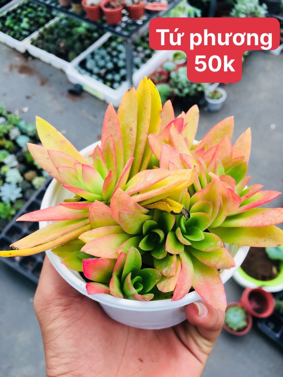 Sen đá tứ phương (chậu trung)