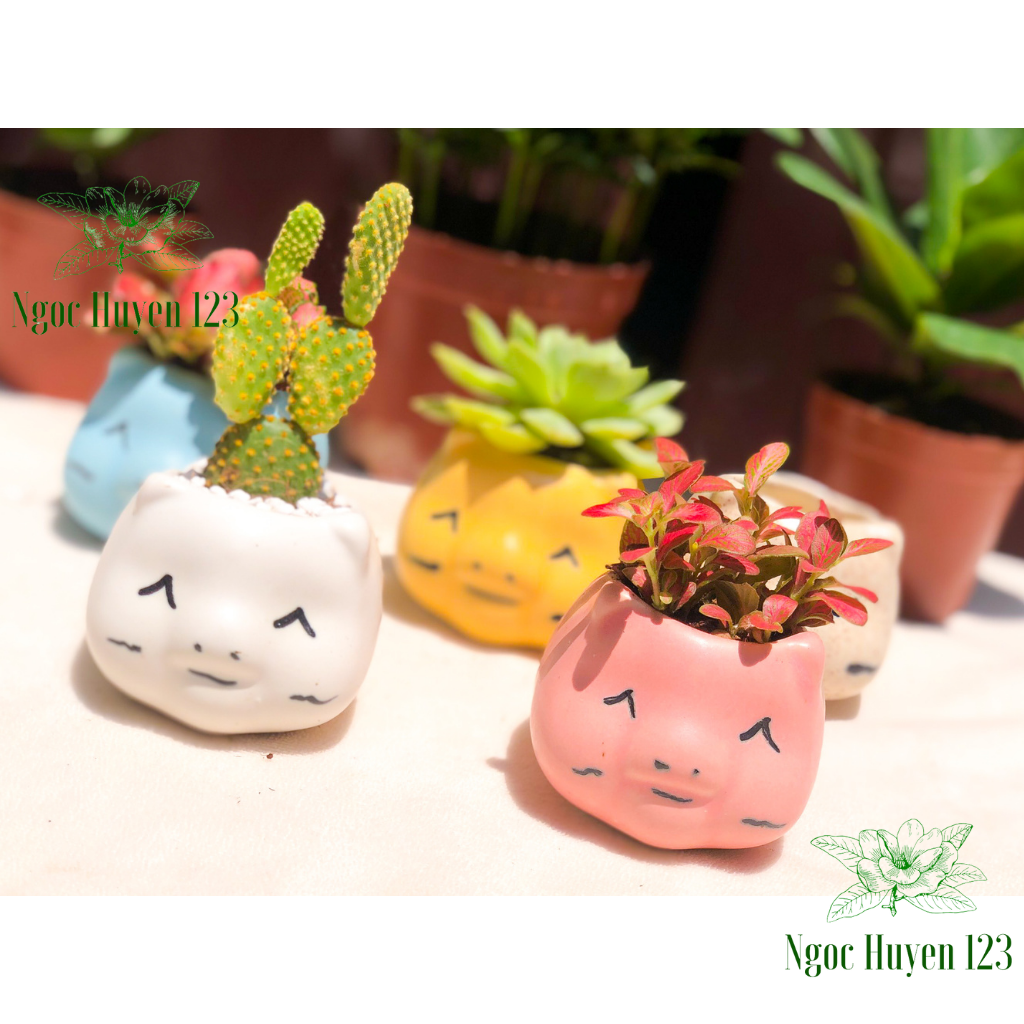 - Chậu trồng cây sen đá, xường rồng, cây mini- Chậu hình lợn