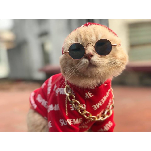 Kính râm và vòng cổ siêu cute cho chó mèo