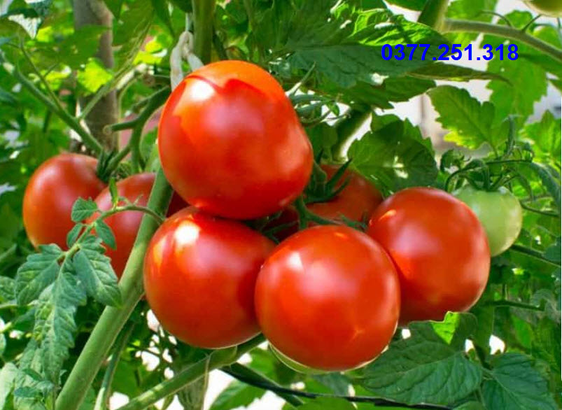 Hạt giống Cà chua chịu nhiệt năng suất cao F1 – 100 hạt - Xuất xứ Ấn Độ