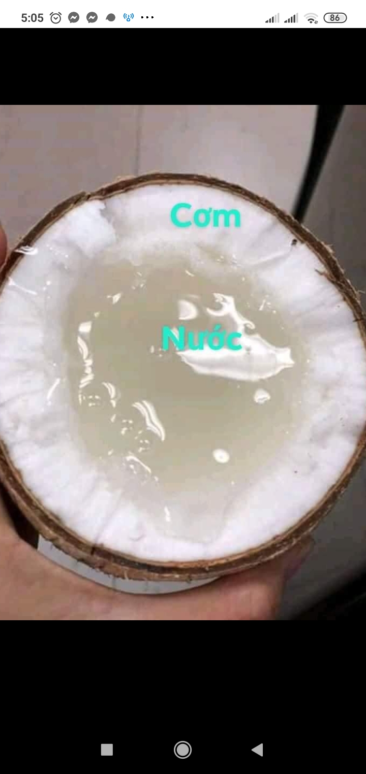 Dừa sáp đặc sản Trà Vinh