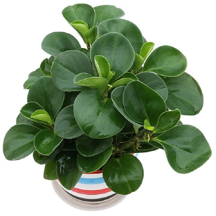 Chậu cây trường sinh mang lại sức khỏe, tài lộc, may mắn và thành công cho gia chủ