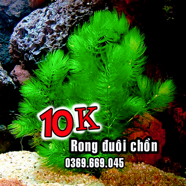 Rong đuôi chồn cây thủy sinh tự nhiên lọc nước hồ cá