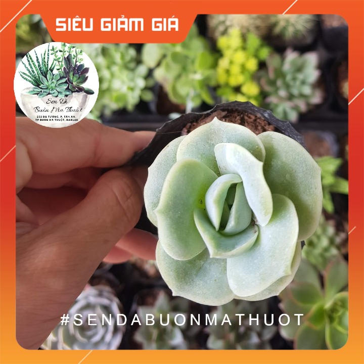 Sen đá hoa hồng Hà Lan ❤️[siêu đẹp]❤️ - Sen đá Buôn Ma Thuột - BMT Garden lỗi 1 đổi 1