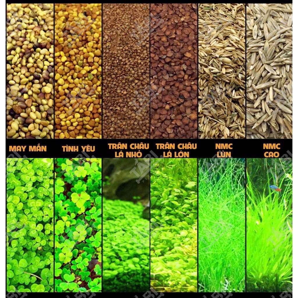 Hạt giống cỏ thủy sinh, hạt giống cây thủy sinh cỏ trân châu lá nhỏ, có ngưu mao chiên, cỏ may mắn, cỏ tình yêu, cỏ trái tim làm sạch nước, tạo oxi cho cá