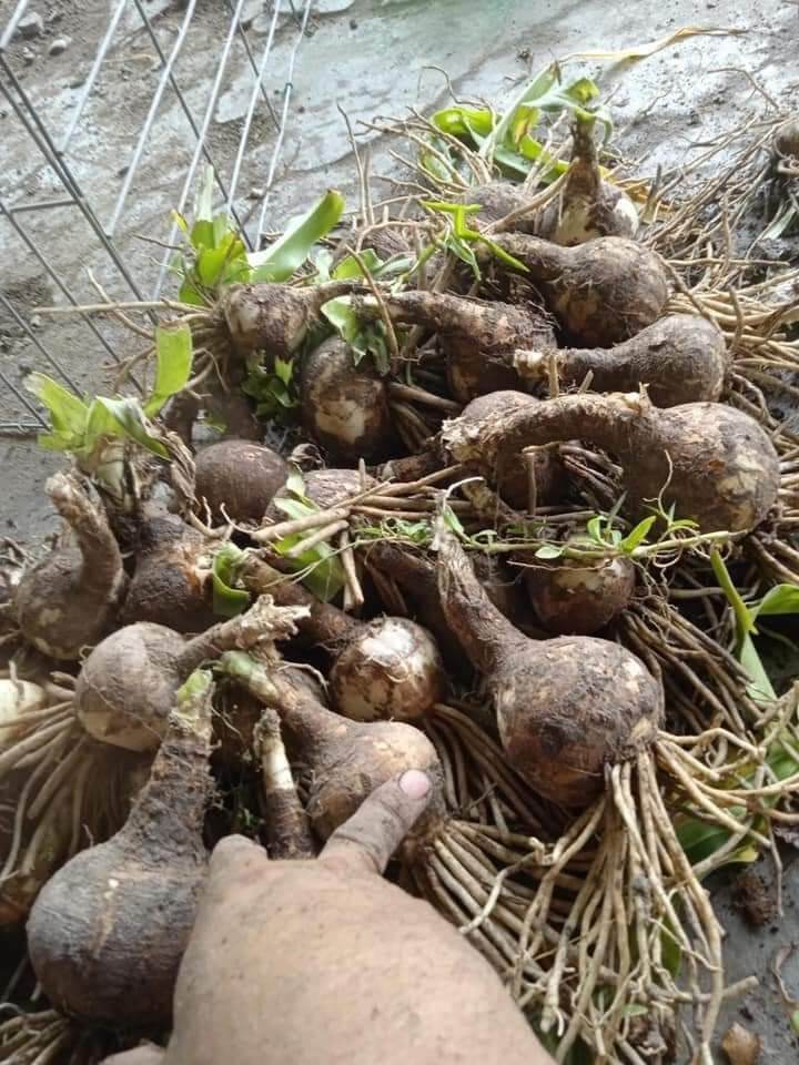 Combo 3 củ trinh nữ hoàng cung chuẩn .
