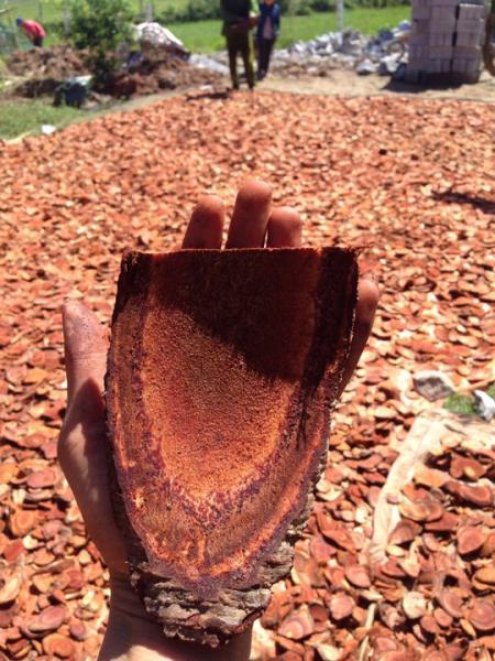 [HCM]1kg Cây cỏ máu - 100% CỎ MÁU